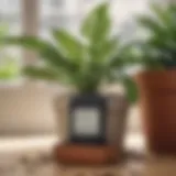 A close-up of a potted plant with a moisture meter indicating optimal soil hydration