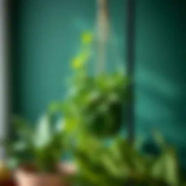 Close-up of a plant hook supporting vibrant indoor plants