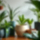 Navigating Local Options for Plant Pots Introduction